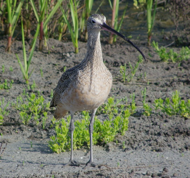 Long-billed Curlew 3_16_2012